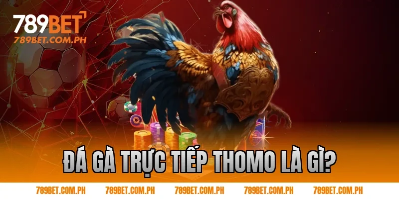 Đá gà trực tiếp Thomo là gì?