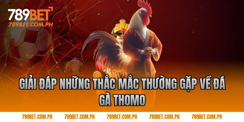 Giải đáp những thắc mắc thường gặp về đá gà thomo