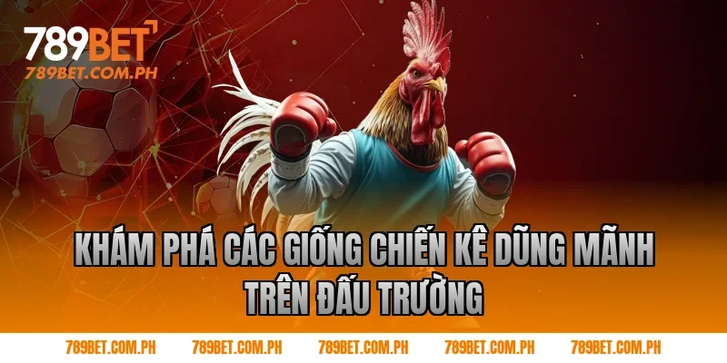 Khám phá các giống chiến kê dũng mãnh trên đấu trường