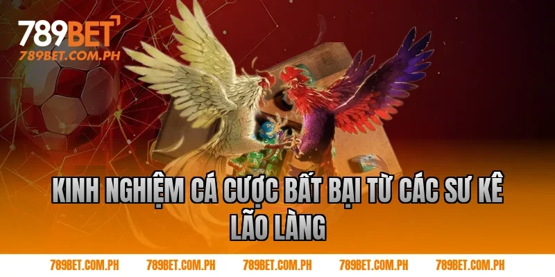 Kinh nghiệm cá cược bất bại từ các sư kê lão làng