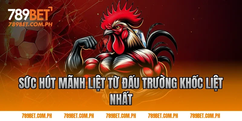 Sức Hút Mãnh Liệt Từ Đấu Trường Khốc Liệt Nhất